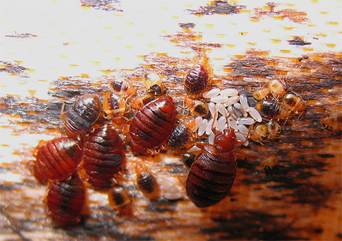 Bedbugs and their eggs on the bed