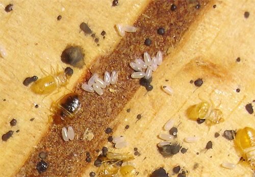 After applying the aerosol from bedbugs, the treatment often has to be repeated.