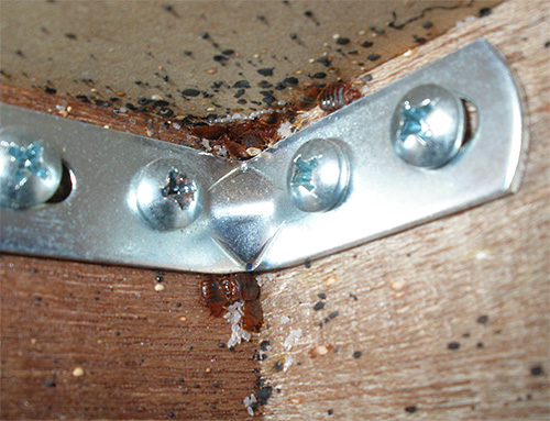 In the photo - a nest of bedbugs in furniture