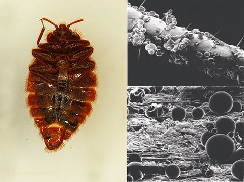 Microencapsulated bedbug remedies quickly act on the nervous system of parasites