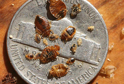 When treating a room from bedbugs, even with an aerosol, even with a spray, it is important to follow safety rules