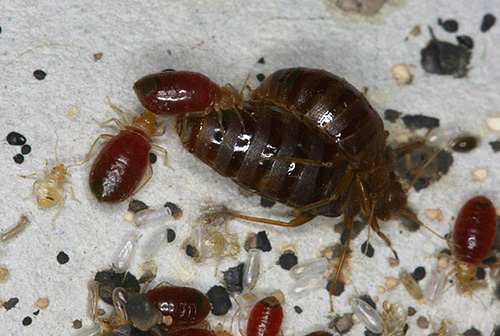 When choosing a remedy for bedbugs, it is important to be able to choose the right drug for your particular situation.