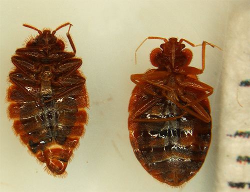 Upon contact with insecticides, insects quickly become paralyzed, after which they die.