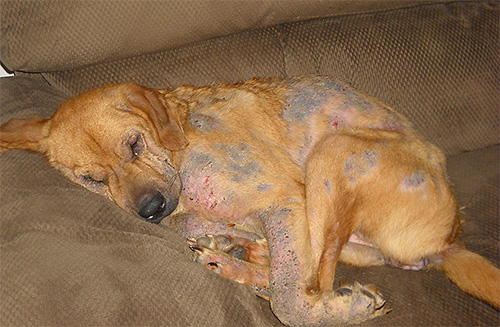 Tanda-tanda kutu pada anjing boleh menjadi bintik-bintik botak dan luka pada badan.