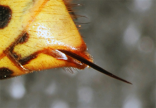 The sting of a hornet is a powerful means of its self-defense, with some of the features of which we will continue and try to get to know each other better ...
