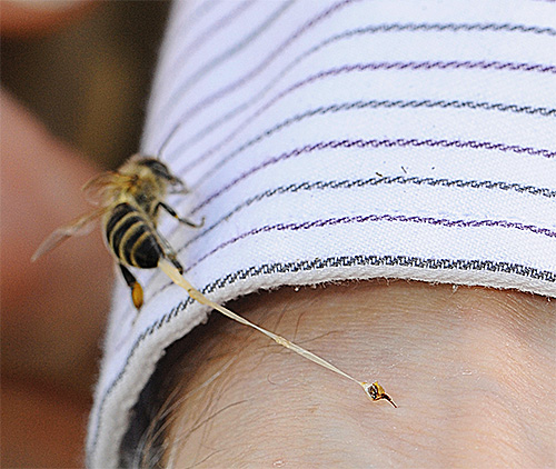Unlike a hornet, a bee sting comes off along with part of its internal organs.