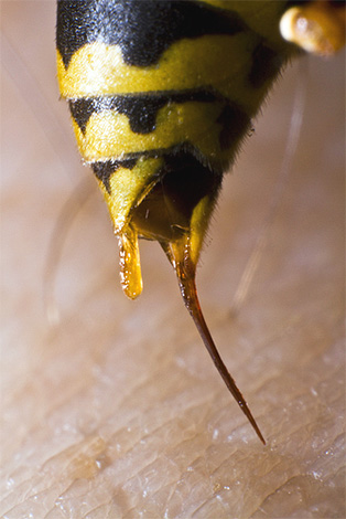 The hornet is able to control muscle contraction, leading to the release of poison from the sting.