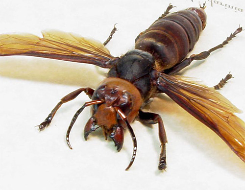 The hornet uses a sting only in extreme cases, but basically it manages with powerful jaws.