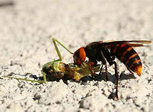 With their jaws, hornets are able to kill other insects without even resorting to using a sting.