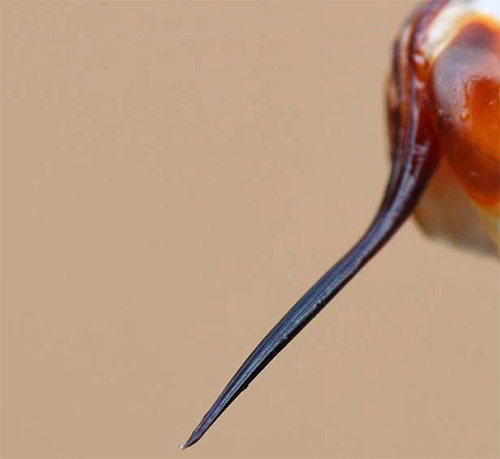 Hornet sting when magnified