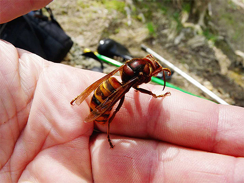 A hornet sting can be quite dangerous even for those who are not allergic to insect stings.