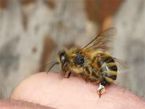 The sting of a bee is arranged somewhat differently than that of a hornet.