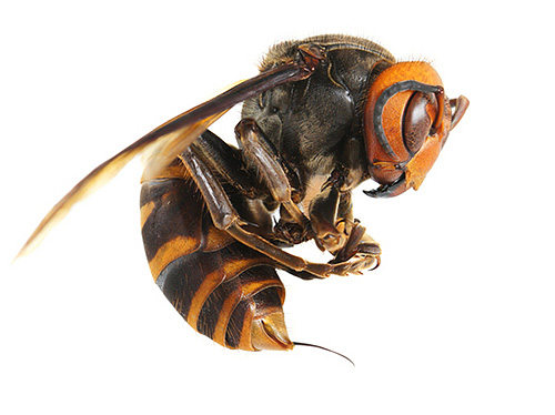The giant Asian hornet has a sting that can be up to 8 mm long.