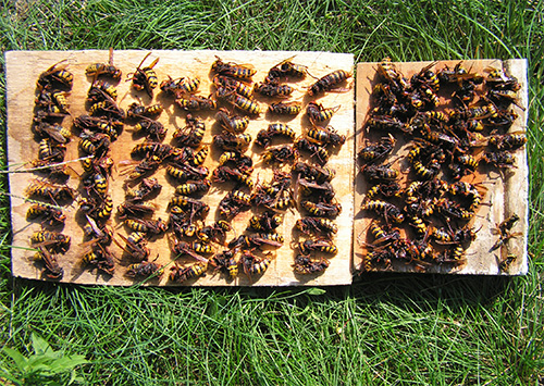 The fight against hornets must be carried out with all precautions, since with the wrong approach, you seriously risk your health.