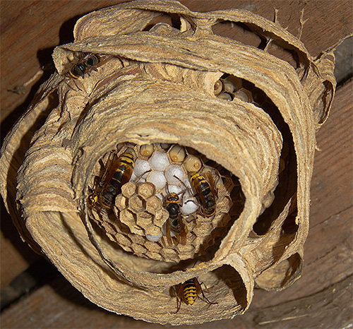 If the hornet nest is under the ceiling, you can destroy the insects with a regular bucket of water.