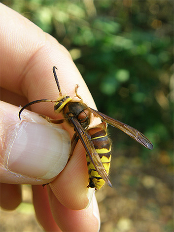 When fighting hornets, remember that angry insects can seriously bite you.
