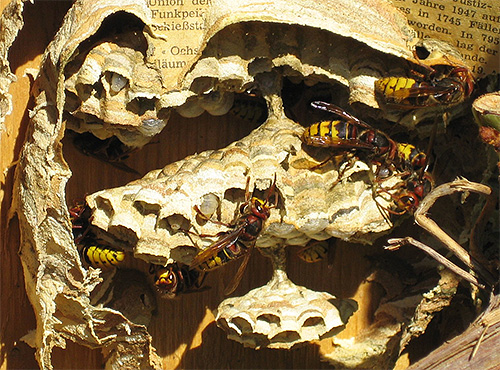 When adult insects have died, the hornet nest is simply cut off and the larvae are destroyed.