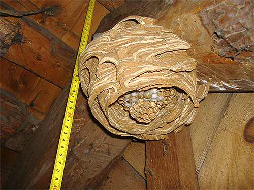 If the hornets have settled their nest in an outbuilding, you should approach it with extreme caution.