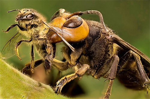 Beekeepers often have to fight hornets, because these predatory insects pose a direct threat to bees.