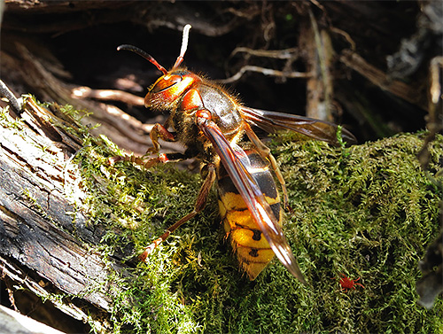 Before you start fighting hornets, you need to determine whether these are single insects or somewhere nearby there is their nest.