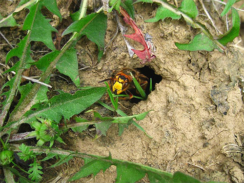 Hornets can place their nest far from the apiary and fly to it periodically.