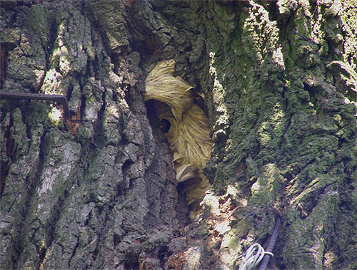 If the hornet's nest is in a forest belt, then finding it can be quite difficult.