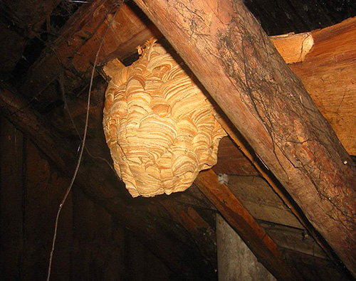When placing nests with hornets in a wooden building, they should not be dealt with with the help of flammable means.