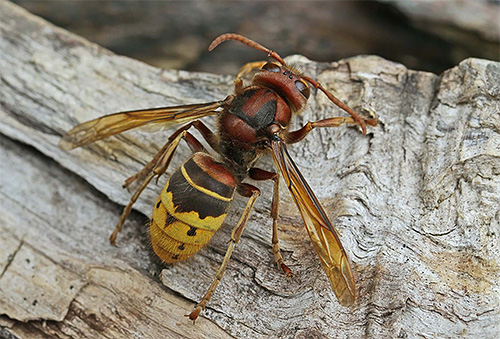 If you decide to deal with the hornets on your own, exercise maximum caution.