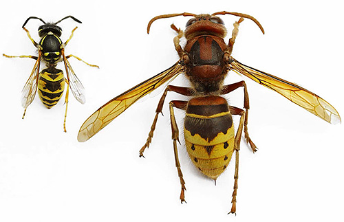If you decide to get rid of hornets or wasps, for example, in your summer cottage, then you need to do this correctly and with all precautions.