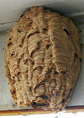 If there are a lot of hornets in the country, you will have to look for their nest