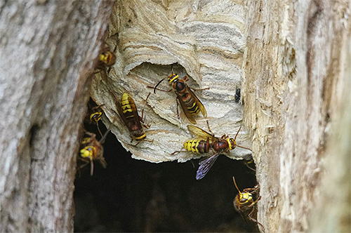 If the hornets have established their nest in a tree, getting rid of them is sometimes quite difficult.
