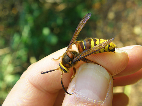 If you are going to get rid of the hornets, you need to wear clothes that cover your arms, legs and face