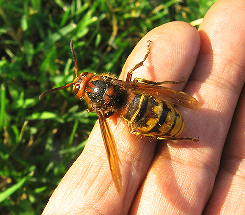 If you decide to smoke insects out of the nest, take all precautions: angry hornets or wasps can attack.