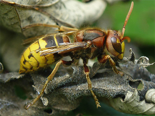 Individual wasps and hornets can be destroyed using traps
