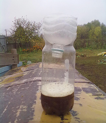 An example of a trap for hornets and wasps from a plastic bottle