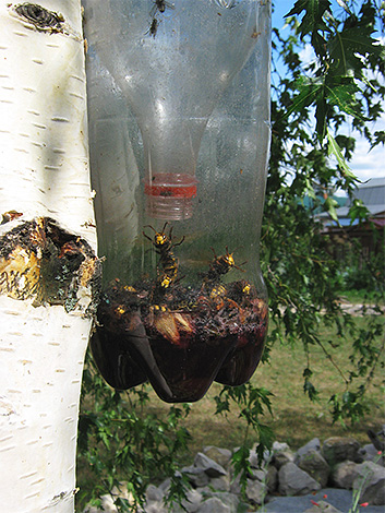 Insect-filled tree trap