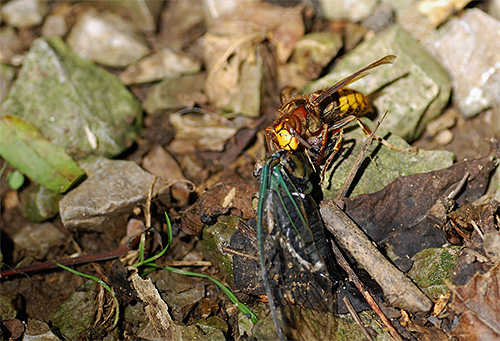 Hornets, like wasps, feed on other insects, which means they help the summer resident get rid of various garden pests.