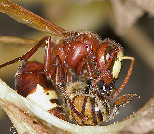 Apiary hornets pose a really serious threat