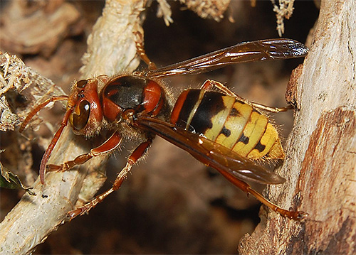 Hornets are larger than wasps and differ from them in brownish colors.