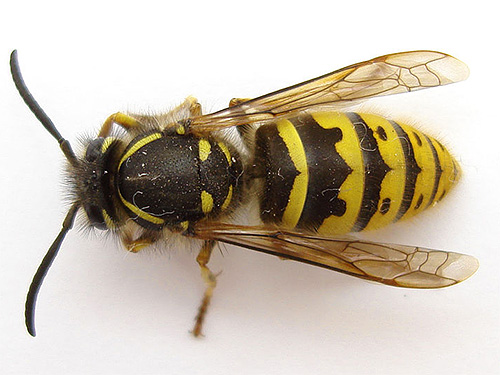 The photo shows a wasp
