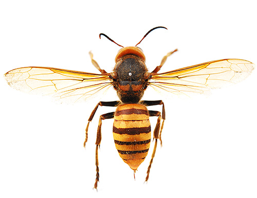 The bites of the giant Asian hornet (pictured) are very dangerous and can often be fatal.