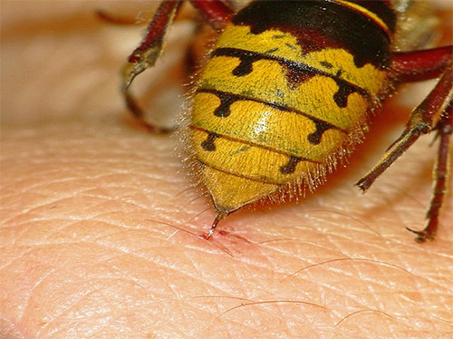 A wasp or hornet may sting if they feel threatened.
