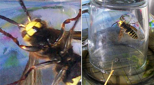 An insect flying around the kitchen can be caught using an ordinary glass jar