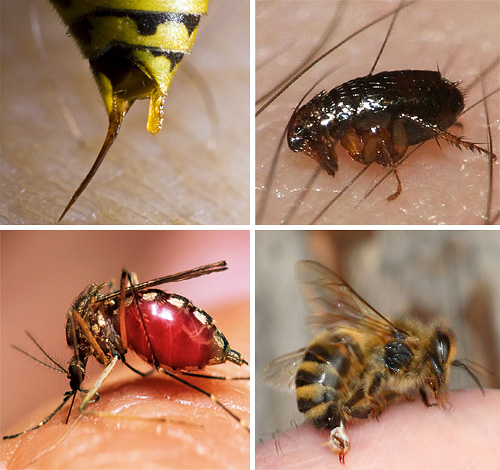 En cas de piqûre par certains insectes, il est très important de pouvoir prodiguer correctement les premiers soins à la victime afin d'éviter des conséquences graves pour sa santé.
