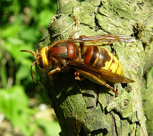 Pour les piqûres d'insectes venimeux, il conviendra dans la plupart des cas de prendre les mêmes mesures que pour une piqûre de frelon.