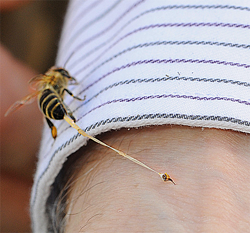 Les piqûres d'abeilles, de guêpes et de frelons peuvent provoquer une réaction allergique rapide et grave.