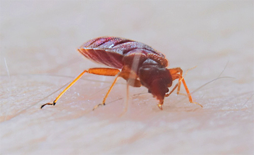 Les piqûres de parasites suceurs de sang peuvent également entraîner de graves conséquences, en particulier pour les personnes allergiques.