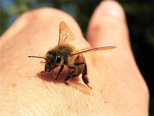 Lorsque vous piquez des abeilles, vous devez tout d'abord retirer la piqûre de la plaie.