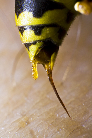 Contrairement aux abeilles, les frelons peuvent piquer plusieurs fois.