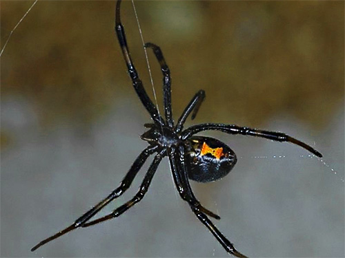 Lorsqu'ils sont mordus par des araignées venimeuses, les premiers soins peuvent consister à cautériser la zone endommagée de la peau avec une allumette éteinte.